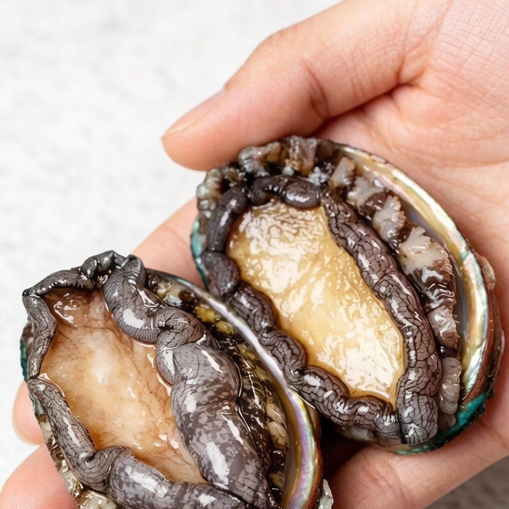 Fresh abalone held in hand