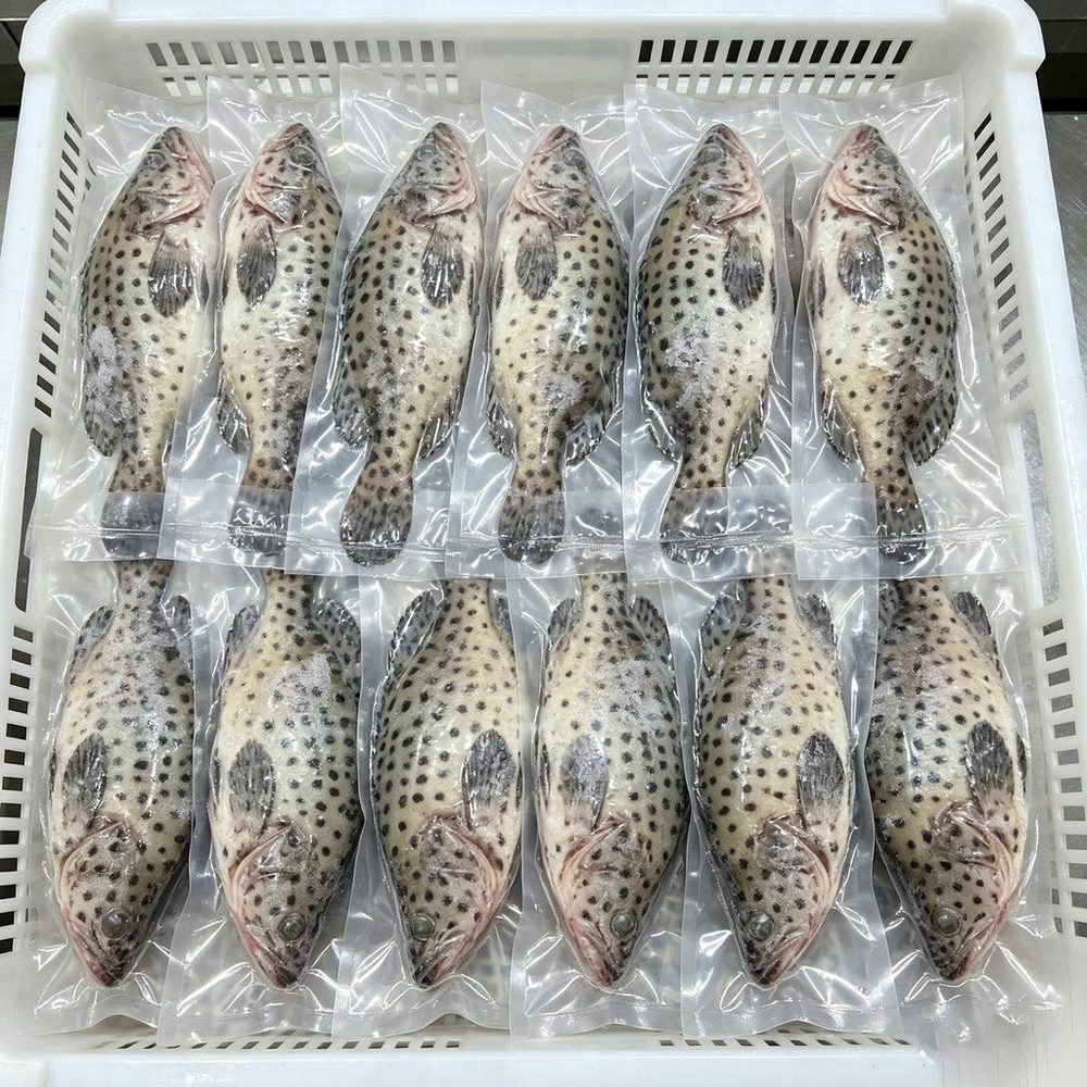 Frozen fish sealed in a vacuum tray, ready for the freezer